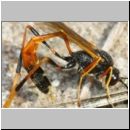 Erigorgus cerinops - Schlupfwespe w01c 20mm OS-Wallenhorst-Sandgrube det06.jpg